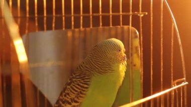 Bir papağan. Yeşil renkli dalgalı bir papağan. Aynanın yanında papağan