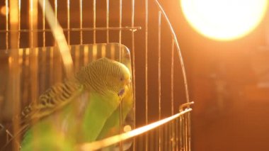 Bir papağan. Yeşil renkli dalgalı bir papağan. Aynanın yanında papağan