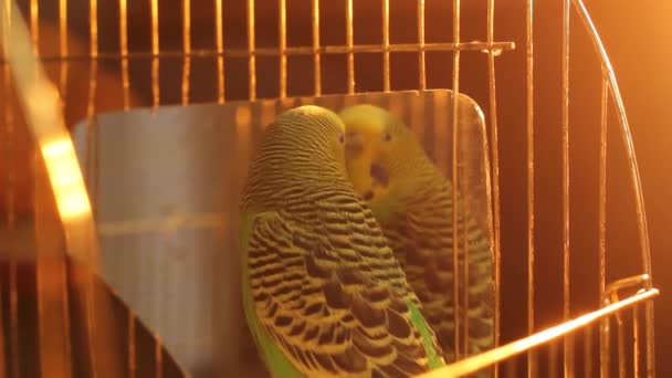 Parrot Wavy Parrot Green Color Parrot Mirror — Stock Video