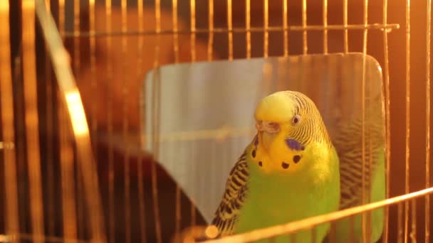 Παπαγάλος Ένας Κυματιστός Παπαγάλος Πράσινο Χρώμα Παπαγάλος Κοντά Στον Καθρέφτη — Αρχείο Βίντεο