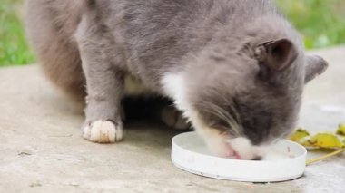 Kedi sokakta süt içer.