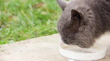 Kedi sokakta süt içer.