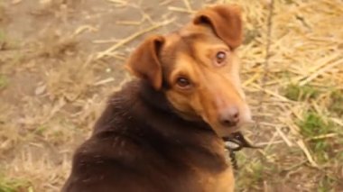 Sokaktaki güzel kızıl köpek. Oyuncu köpek.