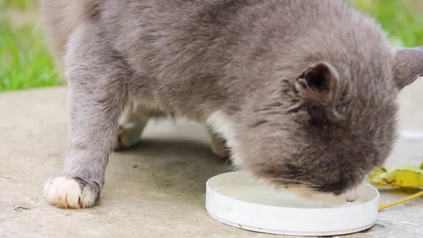 Kot Pije Mleko Ulicy — Wideo stockowe