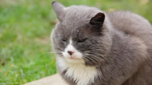 Kot Liże Wargi Kot Ulicy — Wideo stockowe
