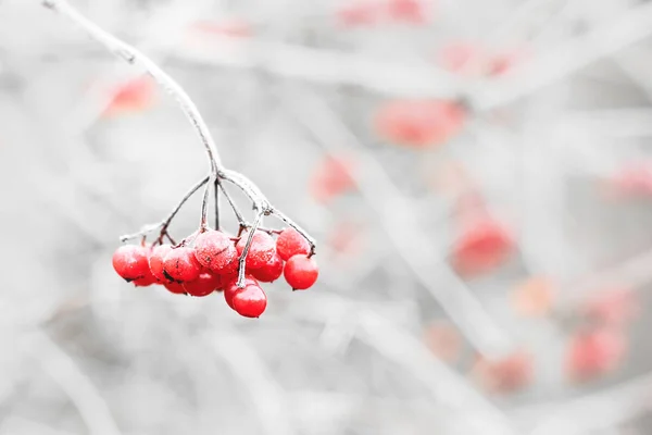 Winter Frozen Viburnum Erster Schnee Schöner Winter Rot — Stockfoto