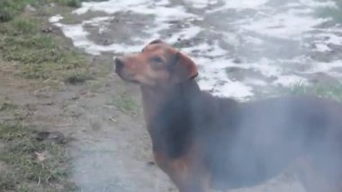 Köpek caddede ayakta duruyor. Muhteşem dumanların içinde güzel bir köpek