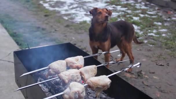 Câine Fundalul Unui Grătar Câine Frumos Care Așteaptă Kebab — Videoclip de stoc