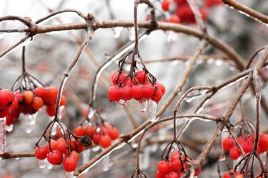Buzlu Viburnum. Buzlanma. Donmuş meyveler. Doğa. - Kırmızı. Güzel kış