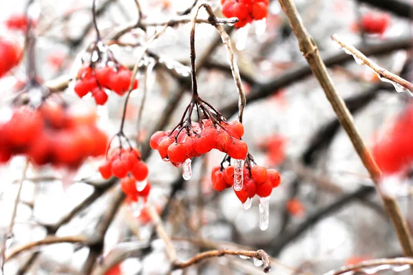 Viburnum Ice 迷人的 冰冻的浆果大自然 红色的 美丽的冬天 — 图库照片