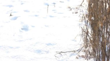 Bir adam kışın bir köpekle yürür. Karda ayak izleri