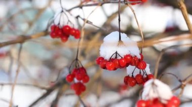 Kar altında kışın donmuş viburnum. Karda Viburnum var. İlk kar. Güzel kış.
