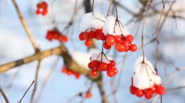 Kar altında kışın donmuş viburnum. Kar yağıyormuş. Karda Viburnum var. İlk kar. Güzel kış. 