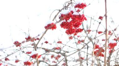 Kar altında kışın donmuş viburnum. Karda Viburnum var. İlk kar. Güzel kış.