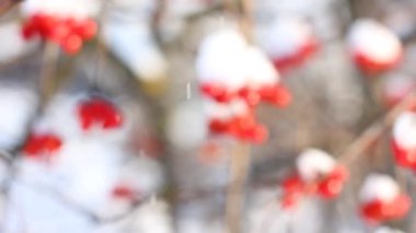 Kar altında kışın donmuş viburnum. Kar yağıyormuş. Karda Viburnum var. İlk kar. Güzel kış. 