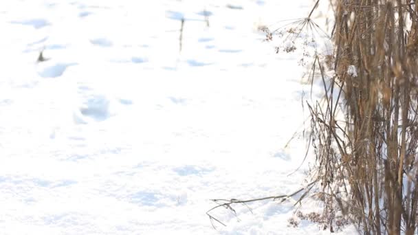 Homem Caminha Com Cão Inverno Pegadas Neve — Vídeo de Stock