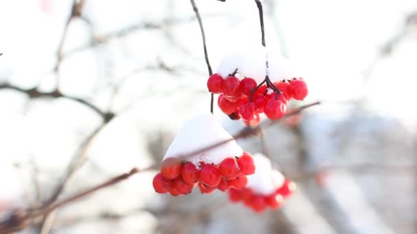 Viburno Congelado Invierno Bajo Nieve Viburnum Nieve Primera Nieve Hermoso — Vídeo de stock