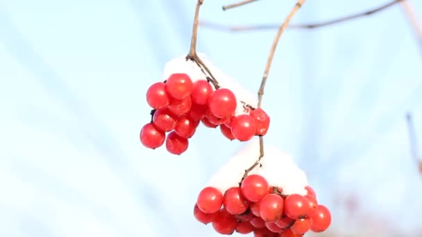 Vinterfrusen Bruna Snö Det Snöar Viburnum Snön Första Snön Vacker — Stockvideo