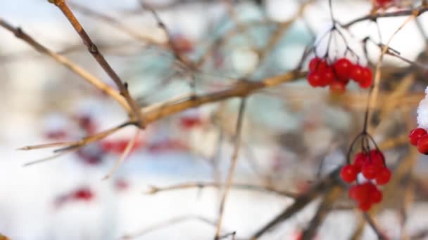 Viburno Congelado Invierno Bajo Nieve Viburnum Nieve Primera Nieve Hermoso — Vídeos de Stock