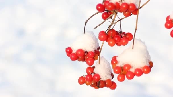 Viburno Congelado Invierno Bajo Nieve Viburnum Nieve Primera Nieve Hermoso — Vídeo de stock