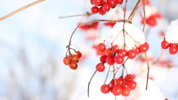 Viburno Congelado Invierno Bajo Nieve Viburnum Nieve Primera Nieve Hermoso — Vídeos de Stock