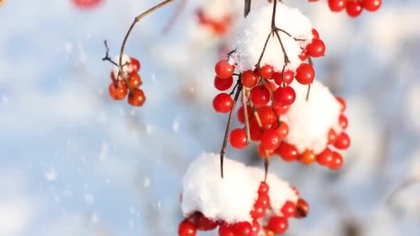 Viburno Congelado Invierno Bajo Nieve Está Nevando Viburnum Nieve Primera — Vídeo de stock
