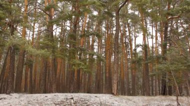 Güzel kış doğası. Harika bir kış ormanı. Video