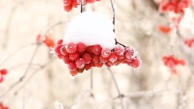 Kar altında kışın donmuş viburnum. Karda Viburnum var. Kırmızı çilek. Harika kış..