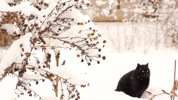 Hermoso Gato Negro Aire Libre Invierno Maravilloso Clima Invernal Nieva — Vídeos de Stock