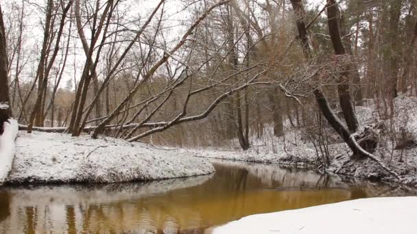 Incrivelmente Bela Natureza Inverno Maravilhosa Floresta Inverno Rio Floresta Inverno — Vídeo de Stock