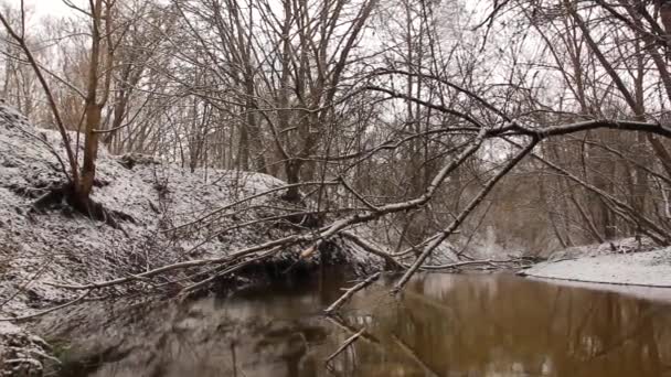 Incrivelmente Bela Natureza Inverno Maravilhosa Floresta Inverno Rio Floresta Inverno — Vídeo de Stock