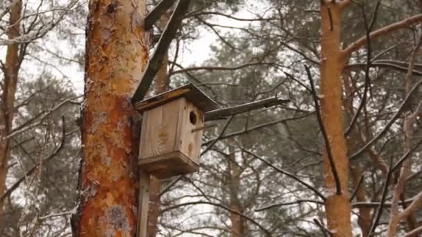 Birdhouse Uma Árvore Floresta Floresta Inverno Nevar Vídeo — Vídeo de Stock