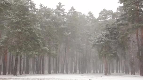 Incrivelmente Bela Natureza Inverno Maravilhosa Floresta Inverno Nevar Vento Neve — Vídeo de Stock