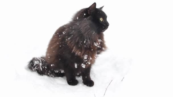 Bellissimo Gatto Nero All Aperto Inverno Meraviglioso Clima Invernale Sta — Video Stock