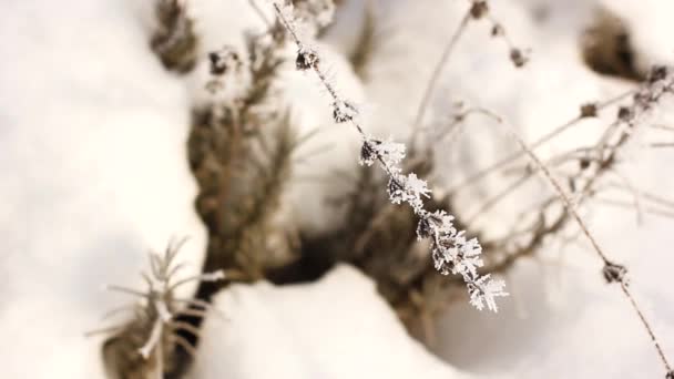 Tanaman Salju Sebuah Tanaman Ditutupi Dengan Embun Beku Angin Bergoyang — Stok Video