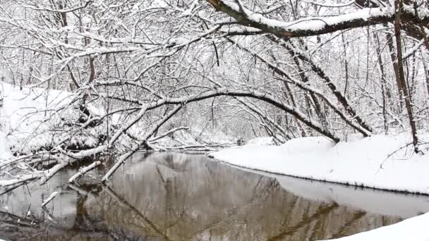 Incrivelmente Bela Natureza Inverno Maravilhosa Floresta Inverno Rio Floresta Inverno — Vídeo de Stock
