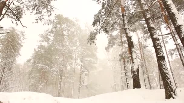 Incrivelmente Bela Natureza Inverno Maravilhosa Floresta Inverno Nevar Vento Neve — Vídeo de Stock