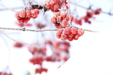 Kar altında kışın donmuş viburnum. Karda Viburnum var. Kırmızı çilek. Harika bir kış. Hoarfrost
