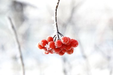 Kar altında kışın donmuş viburnum. Karda Viburnum var. Kırmızı çilek. Harika bir kış. Hoarfrost