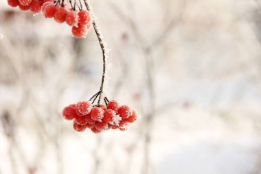 Kar altında kışın donmuş viburnum. Karda Viburnum var. Kırmızı çilek. Harika bir kış. Hoarfrost