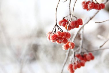 Kar altında kışın donmuş viburnum. Karda Viburnum var. Kırmızı çilek. Harika bir kış. Hoarfrost