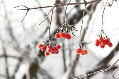Kar altında kışın donmuş viburnum. Karda Viburnum var. Kırmızı çilek. Harika bir kış. Hoarfrost