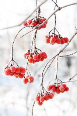 Kar altında kışın donmuş viburnum. Karda Viburnum var. Kırmızı çilek. Harika bir kış. Hoarfrost
