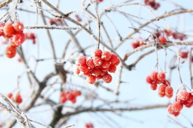 Kar altında kışın donmuş viburnum. Karda Viburnum var. Kırmızı çilek. Harika bir kış. Hoarfrost