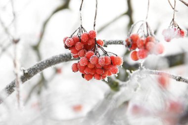 Kar altında kışın donmuş viburnum. Karda Viburnum var. Kırmızı çilek. Harika bir kış. Hoarfrost