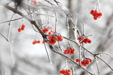 Kar altında kışın donmuş viburnum. Karda Viburnum var. Kırmızı çilek. Harika bir kış. Hoarfrost