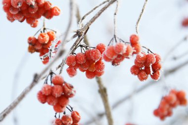 Kar altında kışın donmuş viburnum. Karda Viburnum var. Kırmızı çilek. Harika bir kış. Hoarfrost