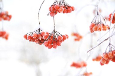 Kar altında kışın donmuş viburnum. Karda Viburnum var. Kırmızı çilek. Harika bir kış. Hoarfrost