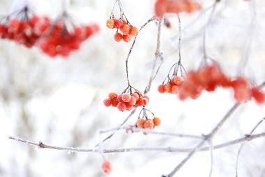 Kar altında kışın donmuş viburnum. Karda Viburnum var. Kırmızı çilek. Harika bir kış. Hoarfrost