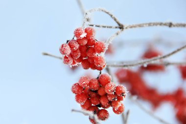 Kar altında kışın donmuş viburnum. Karda Viburnum var. Kırmızı çilek. Harika bir kış. Hoarfrost
